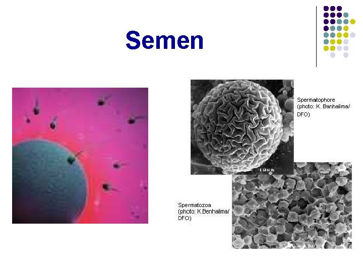 Semen 