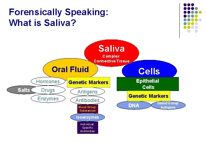 Forensically Speaking: What is Saliva? Saliva Complex Connective Tissue Oral Fluid Salts Hormones Genetic