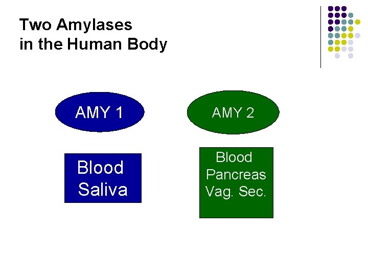 Two Amylases in the Human Body AMY 1 AMY 2 Blood Saliva Blood Pancreas