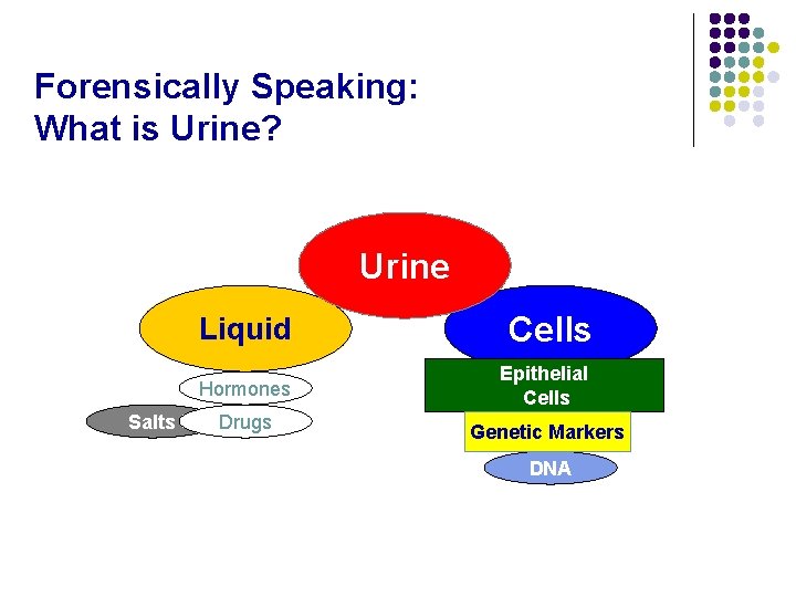 Forensically Speaking: What is Urine? Urine Salts Liquid Cells Hormones Epithelial Cells Drugs Genetic