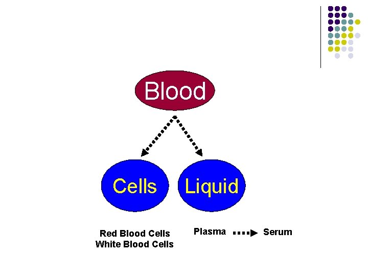 Blood Cells Liquid Red Blood Cells White Blood Cells Plasma Serum 