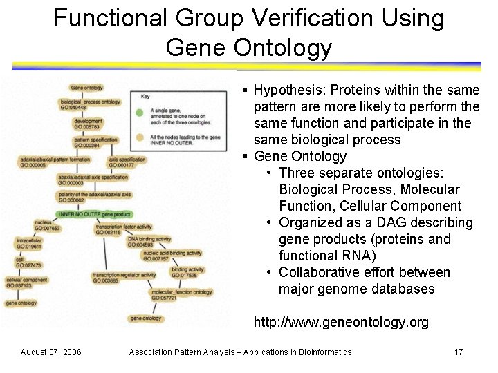 Functional Group Verification Using Gene Ontology § Hypothesis: Proteins within the same pattern are