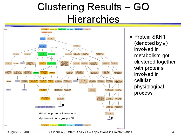 Clustering Results – GO Hierarchies § Protein SKN 1 (denoted by ) involved in