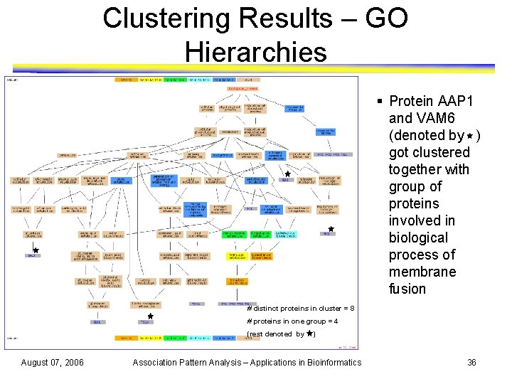 Clustering Results – GO Hierarchies § Protein AAP 1 and VAM 6 (denoted by
