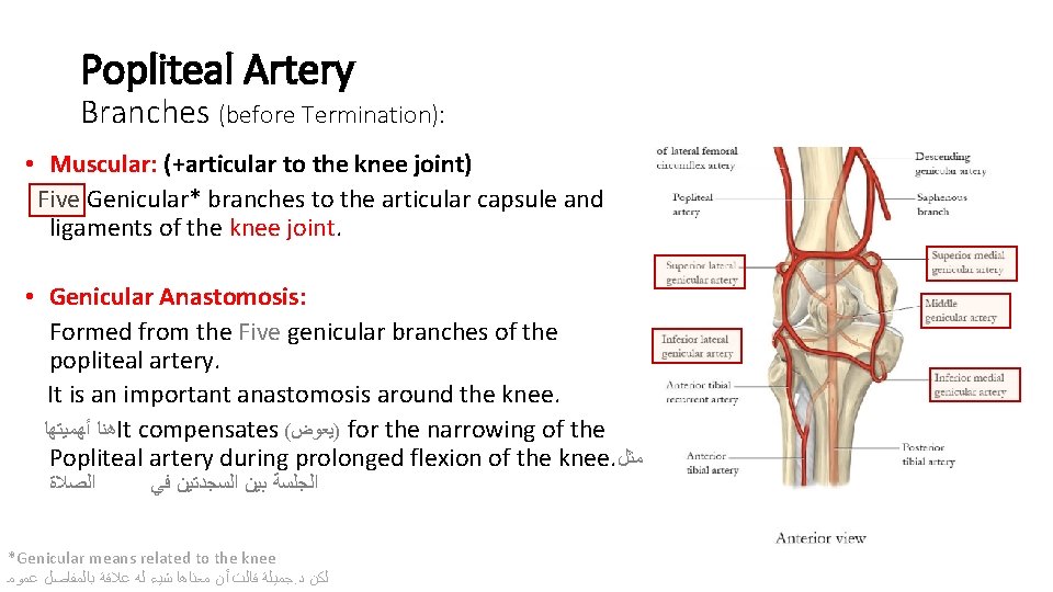 Popliteal Artery Branches (before Termination): • Muscular: (+articular to the knee joint) Five Genicular*