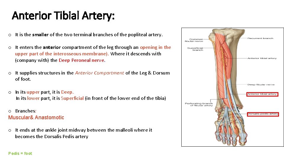 Anterior Tibial Artery: o It is the smaller of the two terminal branches of