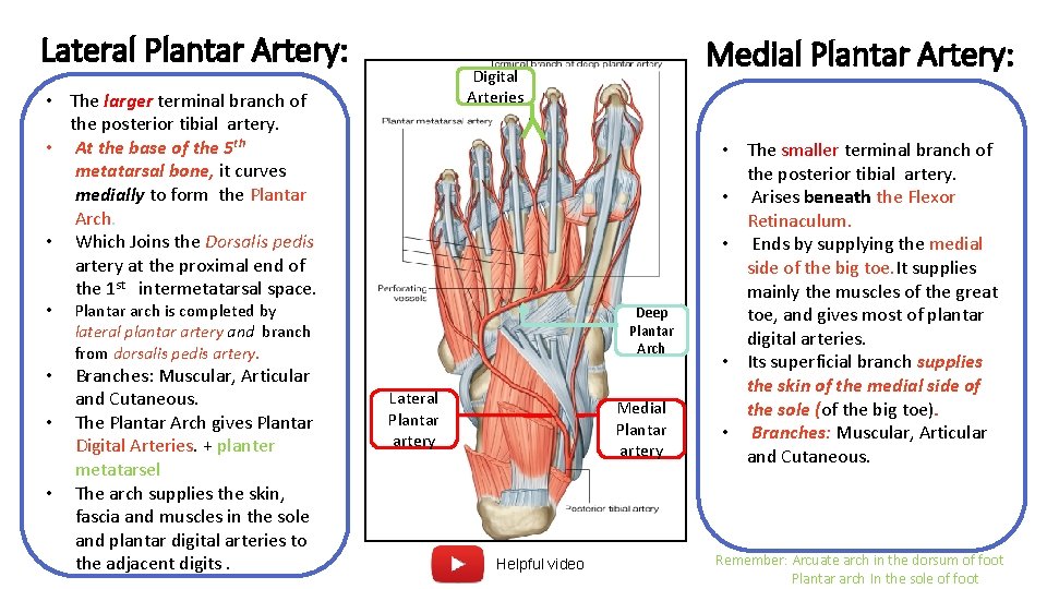 Lateral Plantar Artery: Digital Arteries • The larger terminal branch of the posterior tibial