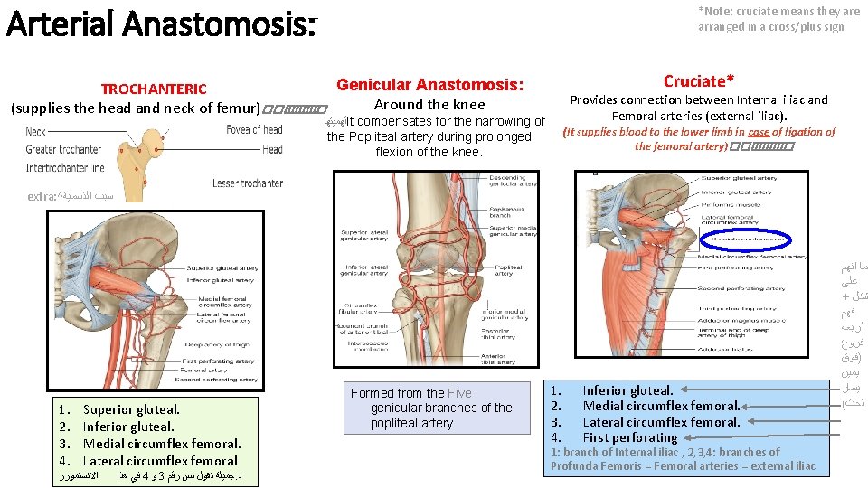 Arterial Anastomosis: *Note: cruciate means they are arranged in a cross/plus sign Cruciate* Genicular