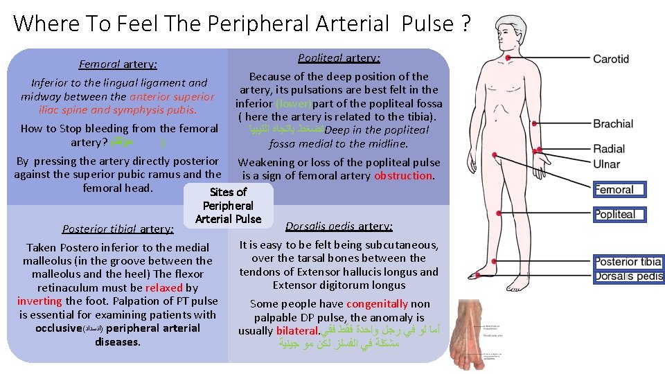 Where To Feel The Peripheral Arterial Pulse ? Popliteal artery: Femoral artery: Because of