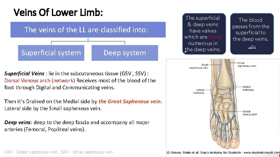 Veins Of Lower Limb: The veins of the LL are classified into: Superficial system