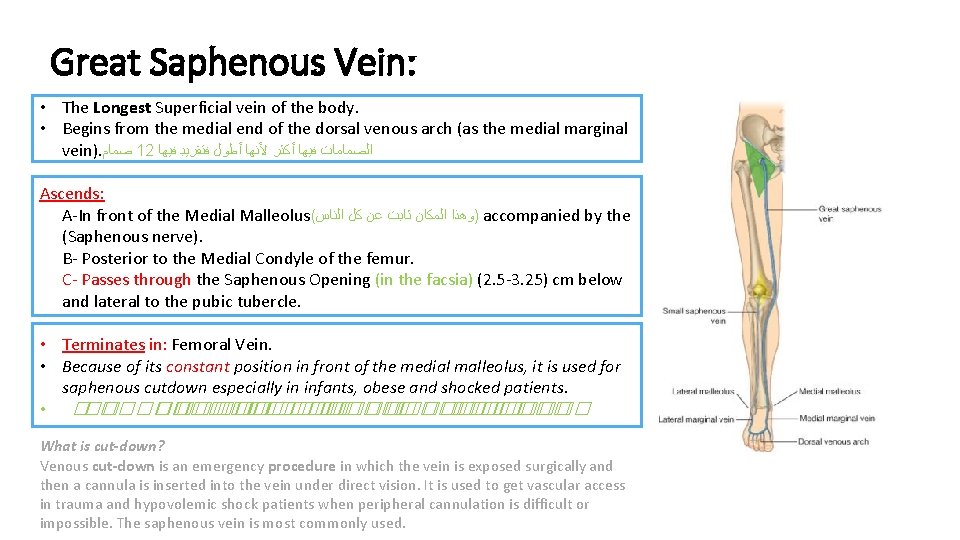 Great Saphenous Vein: • The Longest Superficial vein of the body. • Begins from