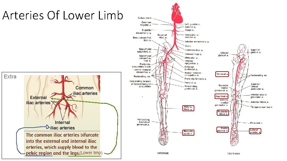 Arteries Of Lower Limb Extra (Lower limp) 