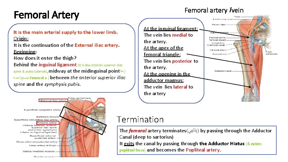Femoral artery /vein Femoral Artery It is the main arterial supply to the lower
