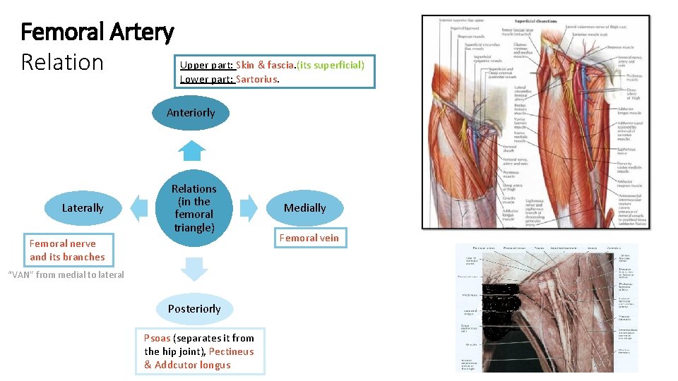 Femoral Artery Upper part: Skin & fascia. (its superficial) Relation Lower part: Sartorius. Anteriorly