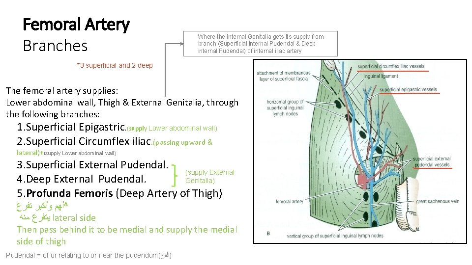 Femoral Artery Branches Where the internal Genitalia gets its supply from branch (Superficial internal