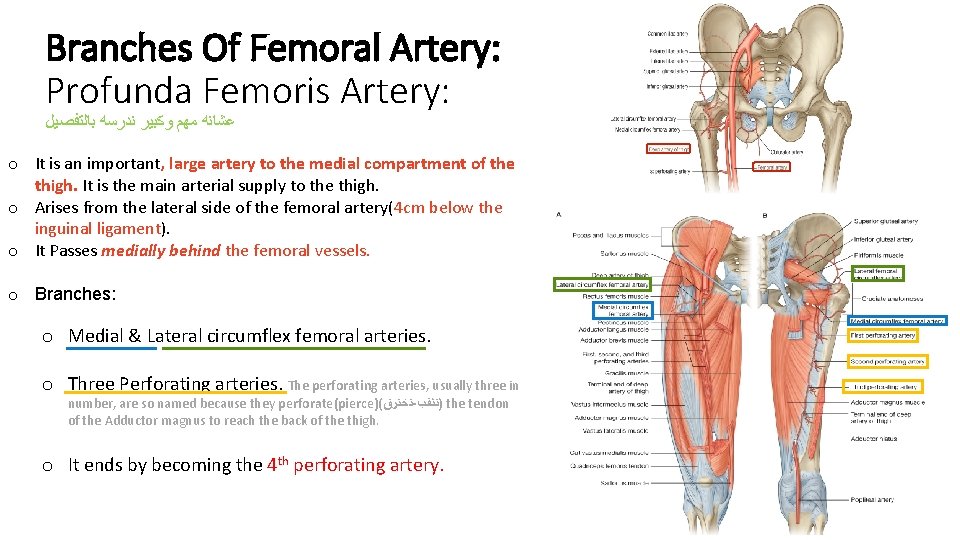 Branches Of Femoral Artery: Profunda Femoris Artery: ﻋﺸﺎﻧﻪ ﻣﻬﻢ ﻭﻛﺒﻴﺮ ﻧﺪﺭﺳﻪ ﺑﺎﻟﺘﻔﺼﻴﻞ o It