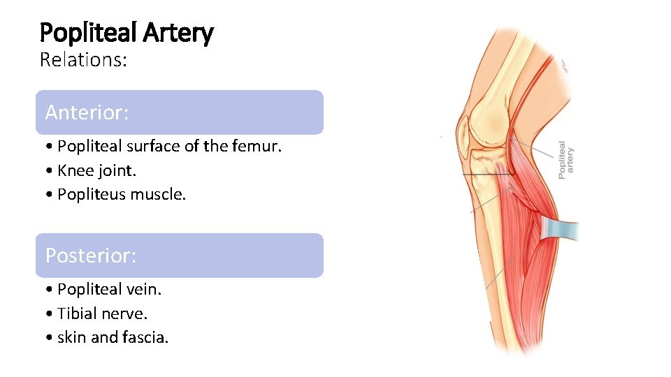 Popliteal Artery Relations: Anterior: • Popliteal surface of the femur. • Knee joint. •