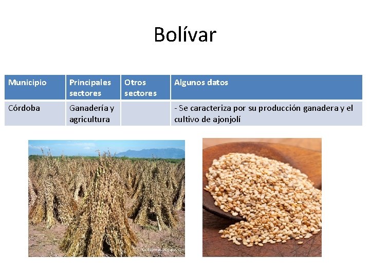 Bolívar Municipio Principales sectores Córdoba Ganadería y agricultura Otros sectores Algunos datos - Se
