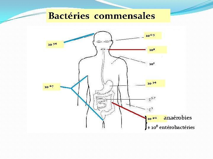 Bactéries commensales 10<1 -3 10 5 -6 109 102 10 6 -7 10 3