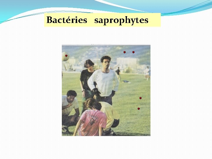 Bactéries saprophytes 