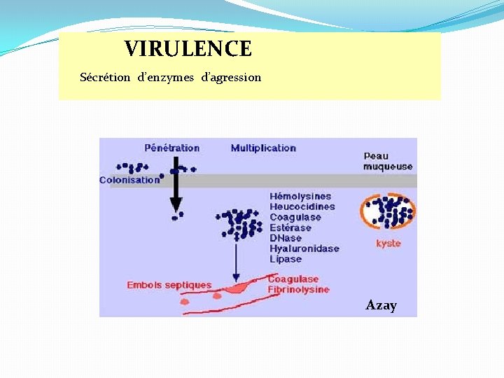  VIRULENCE Sécrétion d’enzymes d’agression Azay 