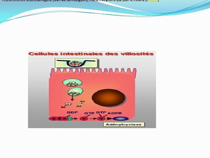  • Escherichia coli entérotoxinogène (diarrhée des voyageurs), même mécanisme que pour le choléra