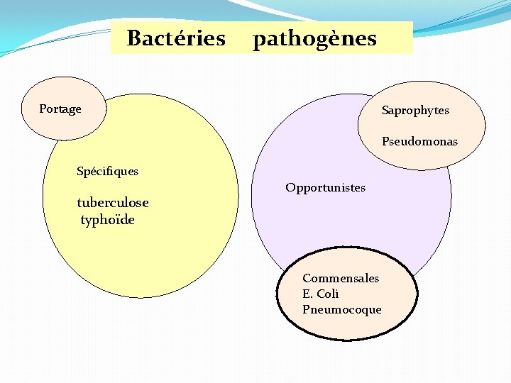  Bactéries pathogènes Portage Saprophytes Pseudomonas Spécifiques tuberculose typhoïde Opportunistes Commensales E. Coli Pneumocoque