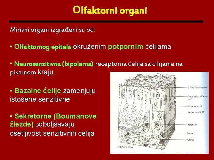 Olfaktorni organi Mirisni organi izgrađeni su od: • Olfaktornog epitela okruženim potpornim ćelijama •