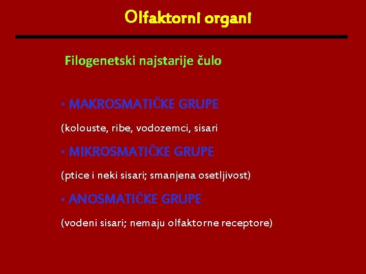 Olfaktorni organi Filogenetski najstarije čulo • MAKROSMATIČKE GRUPE (kolouste, ribe, vodozemci, sisari • MIKROSMATIČKE