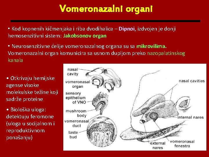 Vomeronazalni organi • Kod kopnenih kičmenjaka i riba dvodihalica – Dipnoi, izdvojen je donji