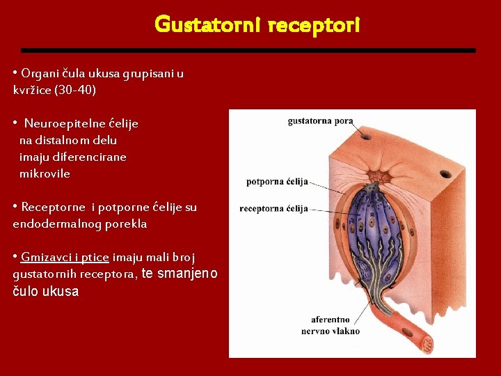 Gustatorni receptori • Organi čula ukusa grupisani u kvržice (30 -40) • Neuroepitelne ćelije