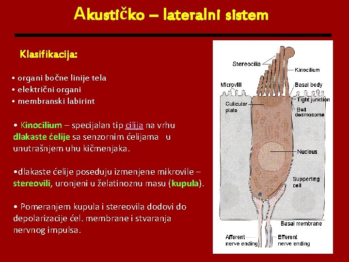 Akustičko – lateralni sistem Klasifikacija: • organi bočne linije tela • električni organi •