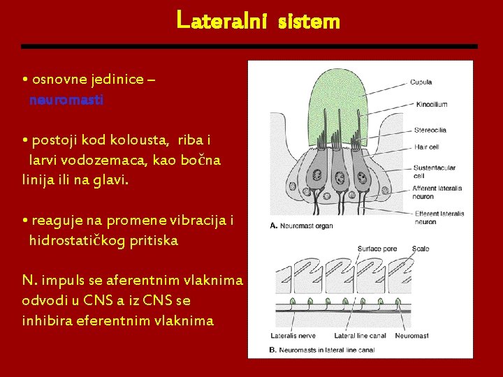 Lateralni sistem • osnovne jedinice – neuromasti • postoji kod kolousta, riba i larvi