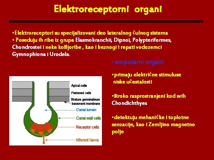 Elektroreceptorni organi • Elektroreceptori su specijalizovani deo lateralnog čulnog sistema • Poseduju ih ribe