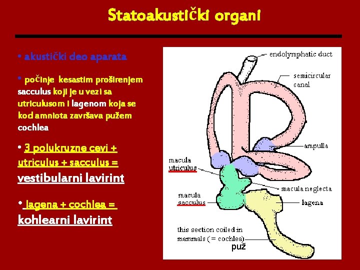 Statoakustički organi • akustički deo aparata • počinje kesastim proširenjem sacculus koji je u