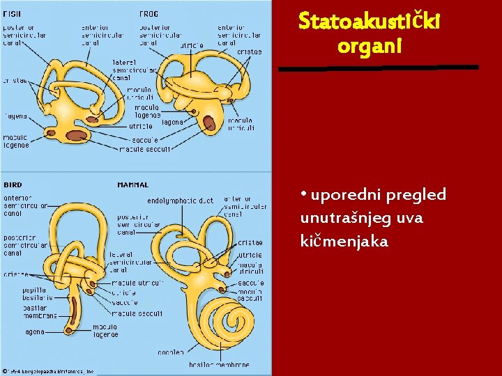 Statoakustički organi • uporedni pregled unutrašnjeg uva kičmenjaka 