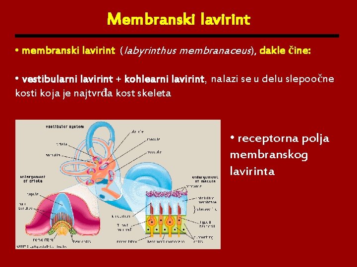 Membranski lavirint • membranski lavirint (labyrinthus membranaceus), dakle čine: • vestibularni lavirint + kohlearni