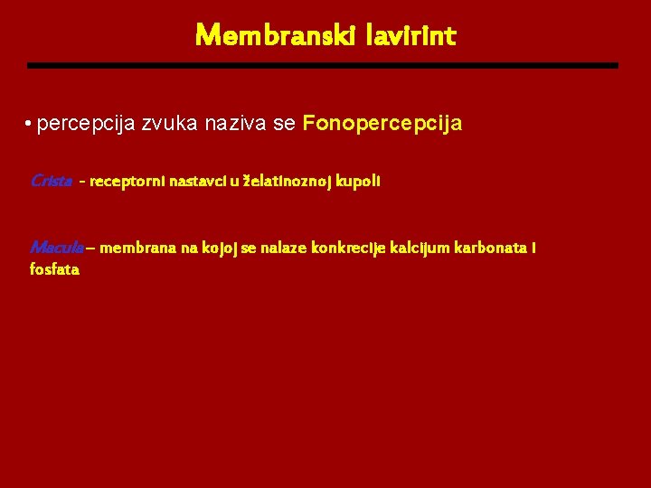 Membranski lavirint • percepcija zvuka naziva se Fonopercepcija Crista - receptorni nastavci u želatinoznoj