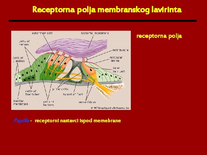 Receptorna polja membranskog lavirinta receptorna polja Papilla - receptorni nastavci ispod memebrane 