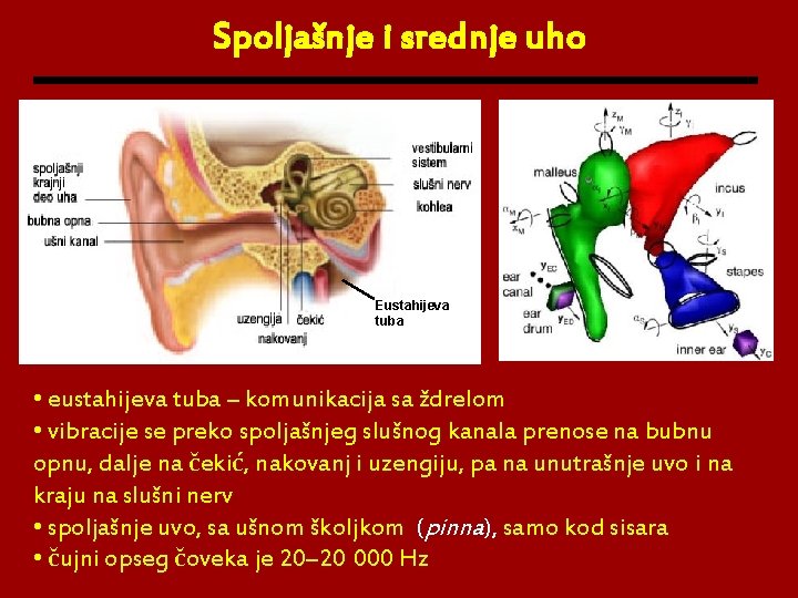 Spoljašnje i srednje uho Eustahijeva tuba • eustahijeva tuba – komunikacija sa ždrelom •