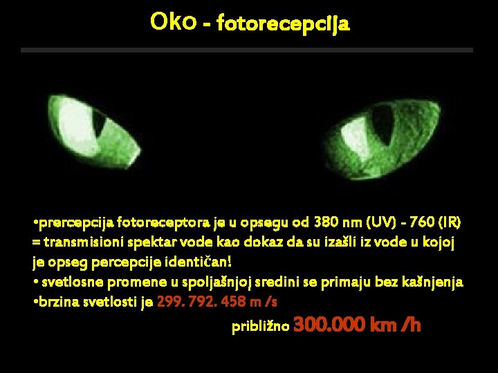 Oko - fotorecepcija • prercepcija fotoreceptora je u opsegu od 380 nm (UV) -