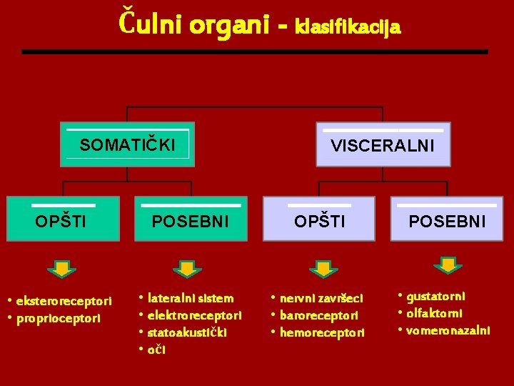 Čulni organi - klasifikacija SOMATIČKI VISCERALNI OPŠTI POSEBNI • eksteroreceptori • proprioceptori • lateralni