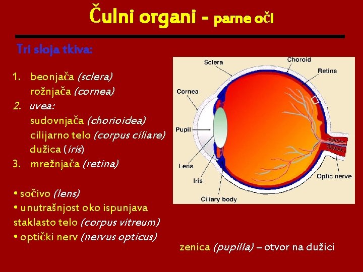 Čulni organi - parne oči Tri sloja tkiva: 1. beonjača (sclera) rožnjača (cornea) 2.