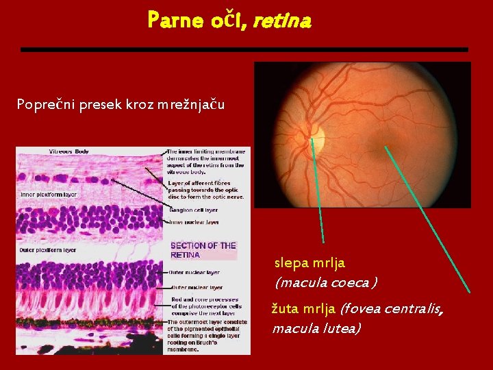 Parne oči, retina Poprečni presek kroz mrežnjaču slepa mrlja (macula coeca ) žuta mrlja