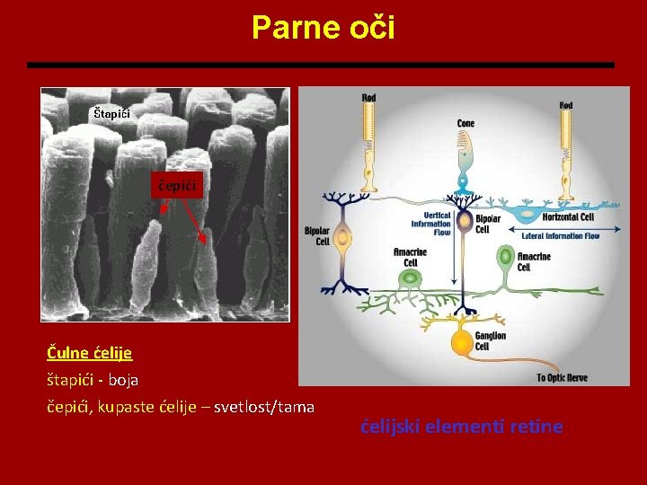 Parne oči čepići Čulne ćelije štapići - boja čepići, kupaste ćelije – svetlost/tama ćelijski