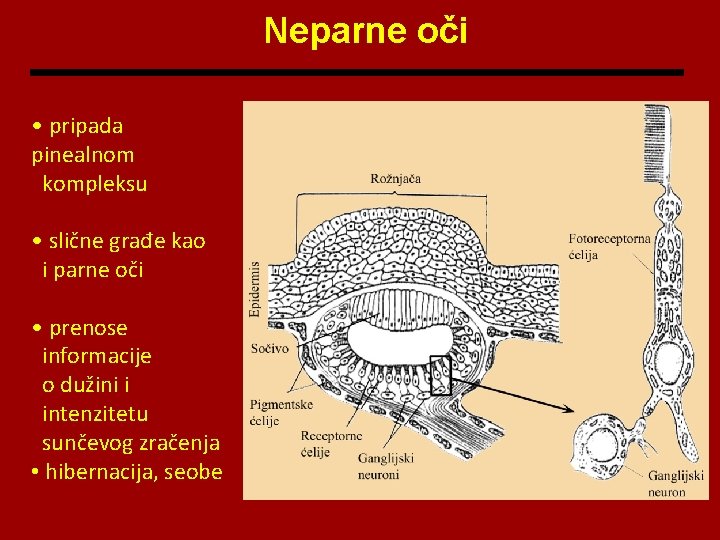 Neparne oči • pripada pinealnom kompleksu • slične građe kao i parne oči •