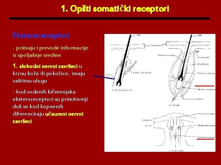 1. Opšti somatički receptori Eksteroreceptori - primaju i prevode informacije iz spoljašnje sredine 1.