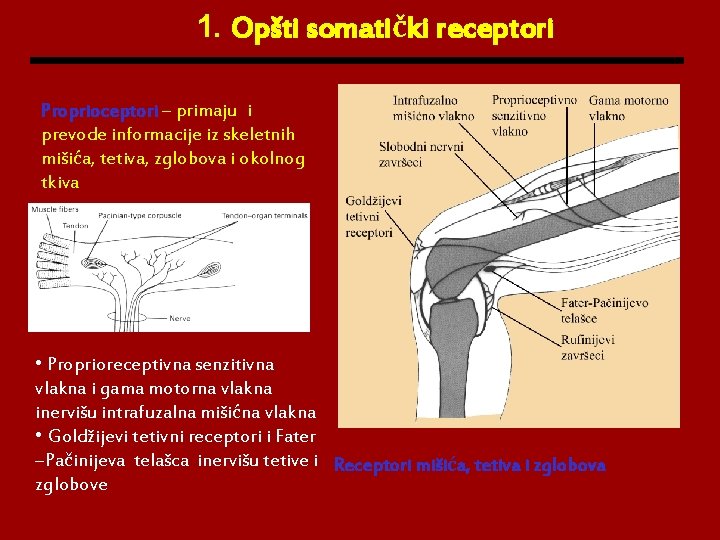 1. Opšti somatički receptori Proprioceptori – primaju i prevode informacije iz skeletnih mišića, tetiva,