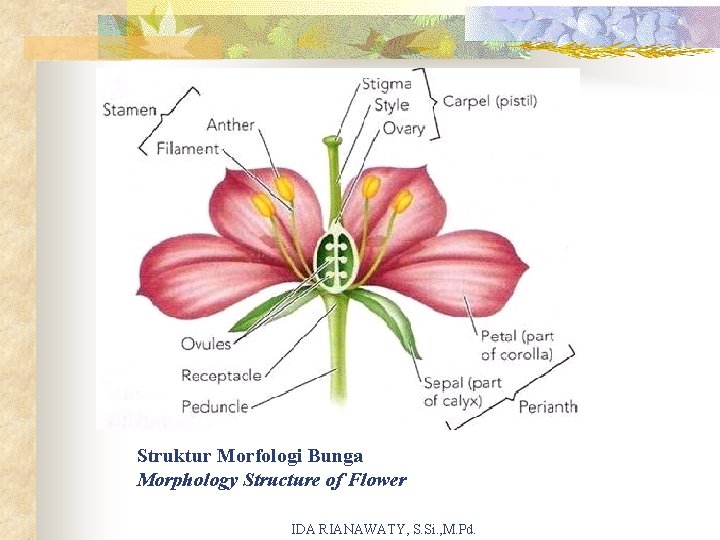 Struktur Morfologi Bunga Morphology Structure of Flower IDA RIANAWATY, S. Si. , M. Pd.