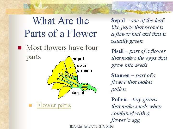 What Are the Parts of a Flower n Most flowers have four parts Sepal